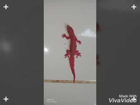 download lagu mp3 mp4 Cicak Merah, download lagu Cicak Merah gratis, unduh video klip Cicak Merah