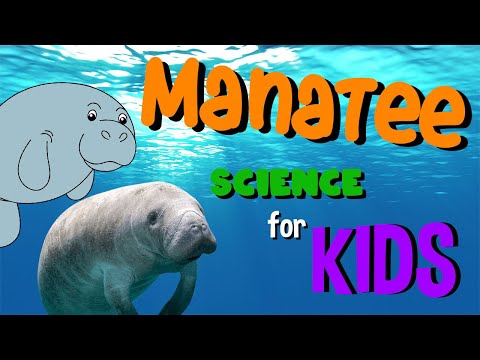 Manatee | Science for Kids