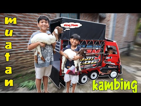 Dimas truck loaded with goats and test cabin truck can fit 2 people