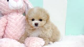 ハーフ犬の動画01