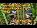 Sadar Kamera Burung Ruak Ruak Sedang Mengerami Telurnya