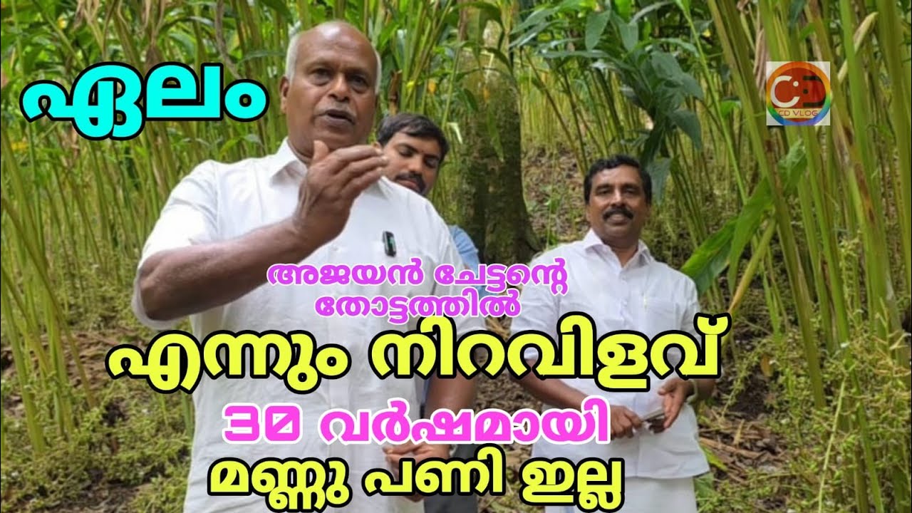 ഏലം  മണ്ണു പണി ചെയ്തിട്ട് 30 വർഷങ്ങൾ I അജയൻ ചേട്ടൻ്റെ തോട്ടത്തിൽ I എന്നും നിറവിളവ് |30 years after working with cardamom soil, Ajayan Chettan's garden is always full of flowers |
