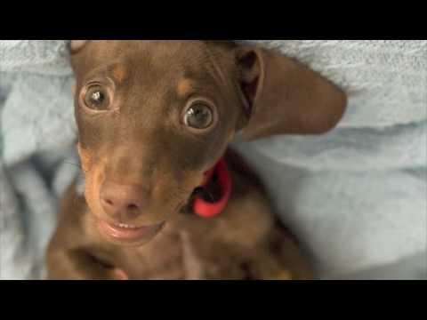 New Classic (Drew Seeley Selena Gomez) with Cats and Dogs