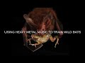 Scientist uses heavy metal music to train wild bats in Panama