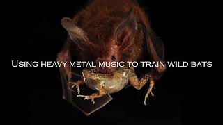 Scientist uses heavy metal music to train wild bats in Panama