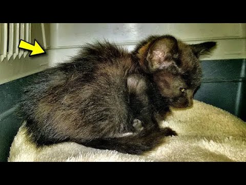 Kitten Thrown from Moving Car: Saved in the Nick of Time!