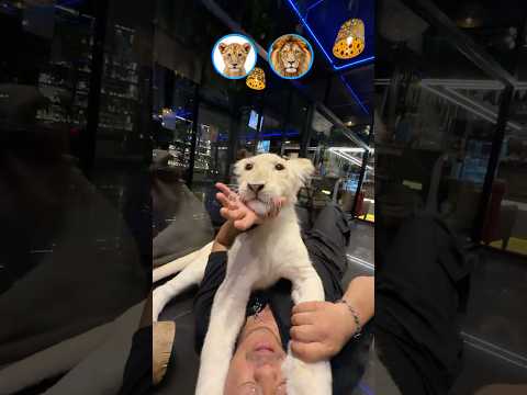 POGŁASKAŁEM PRAWDZIWEGO LWA! 🦁🤯