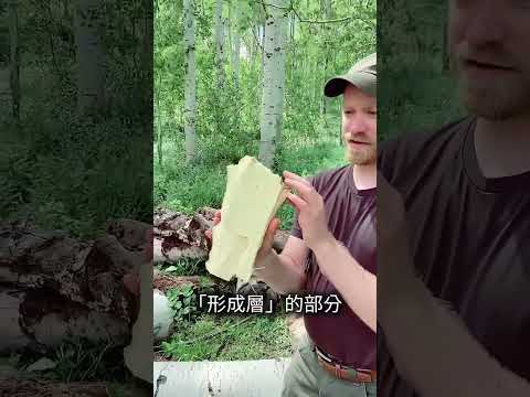 樹皮也能當糧食