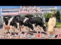 Rana Dairy Farm Imported HF Cows High Milk Production Cows In Pakistan
