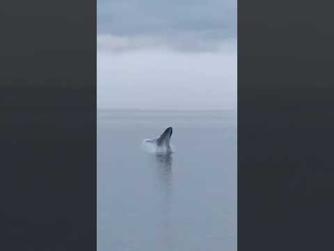 Thumbnail for 🤯  Humpback Whale BREACHES Right Next to Our Cruise Ship! #shorts #carnivalcruise #humpback #alaska