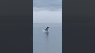 🤯  Humpback Whale BREACHES Right Next to Our Cruise Ship! #shorts #carnivalcruise #humpback #alaska