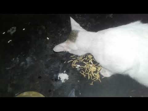 ପଖାଳ ଭାତ, ଆଲୁପୋଡ଼ା, ସେଉ ଚକଟା..