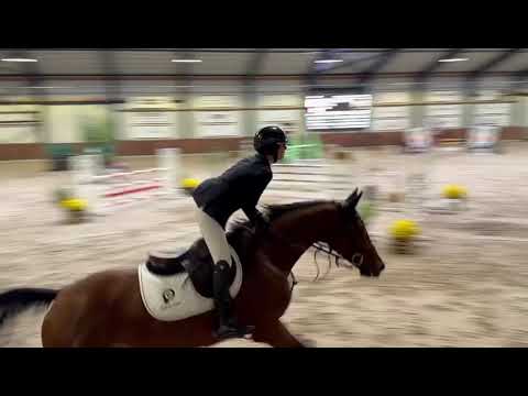 251028a  2020 mare by Conthargos x Baloubet