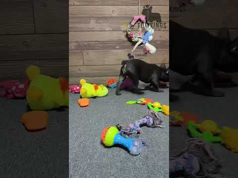 Video 5