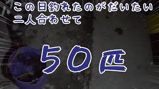 爆釣メバリング！……なんだけど