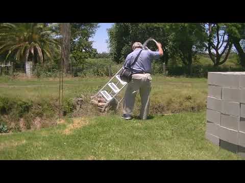 Golondrina doméstica Progne chalybea Santa Fe Argentina 2023