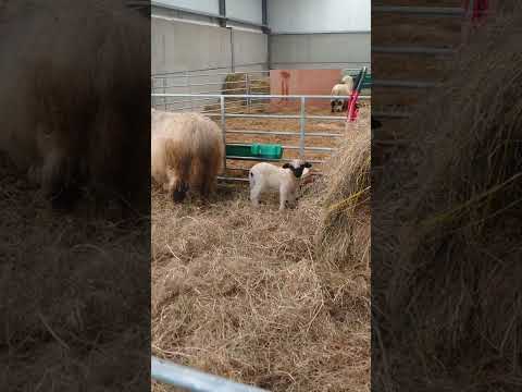 Bo Peep Juno and her two lambs ewe/ram for sale - Image 2