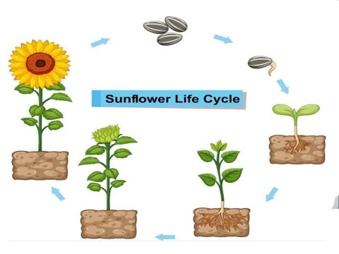 The life cycle of a sunflower| connect4 lessons 4-5| Why do we grow plants? El Moasser