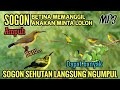 Suara Pikat Sogon Buat Yang Susah Turun Sehutan Langsung Ngumpul