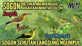 Download lagu Suara Pikat Sogon Buat Yang Susah Turun | Sehutan langsung ngumpul  mp3