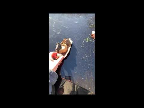 Fun with natural materials and your toddler with Ms.  Sarah