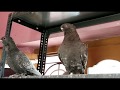 Satinette Pigeons Fancy Pigeons