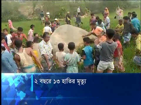রোহিঙ্গা জনগোষ্ঠির চাপে সংকটে পড়েছে হাতির আবাসস্থল | ETV News