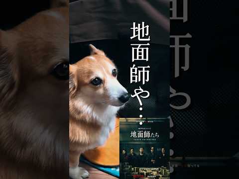 猫にハウスを乗っ取られたコーギー #柴犬スティーブ