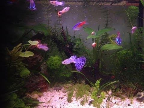 Come liberarsi da tutta la specie di parassiti in un organismo Parassita tutte le 24 serie