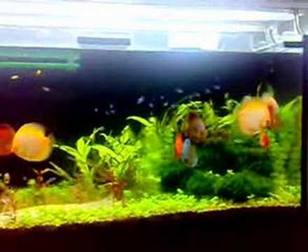 My 4 ft Discus Planted Tank