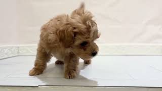 ハーフ犬の動画01