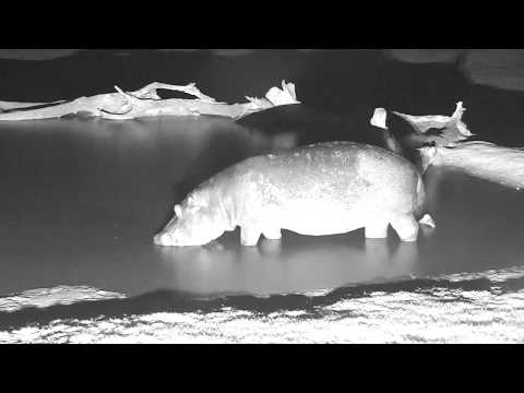 Djuma: Hippo comes to the pan for a soak - 22:27 - 12/20/18