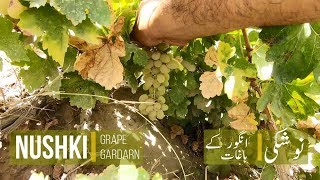 preview picture of video 'Nushki Grapes Garden | Balochistan | Quetta Taftan Travel |'