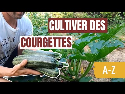, title : 'Tuto jardin - Comment cultiver des courgettes (A-Z)'