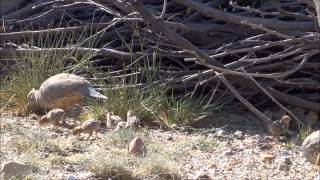 preview picture of video 'Scaled Quail with chicks Hereford, Arizona'