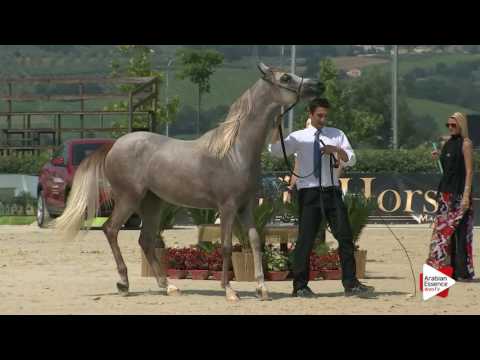 Montefalco 2016 - Classe 2