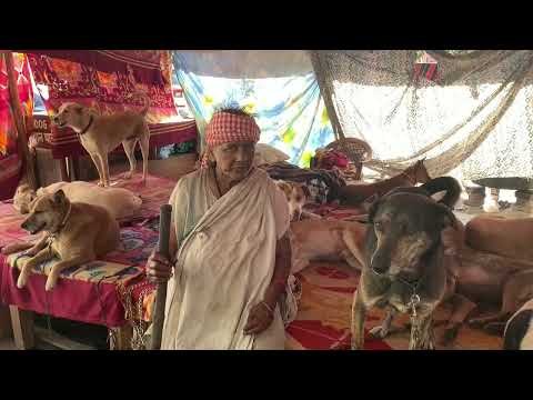 Una anciana con 200 perros a su cargo aterra a sus vecinos en la India
