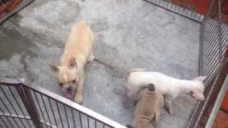 French Bull of Cosa Nostra Bull VN