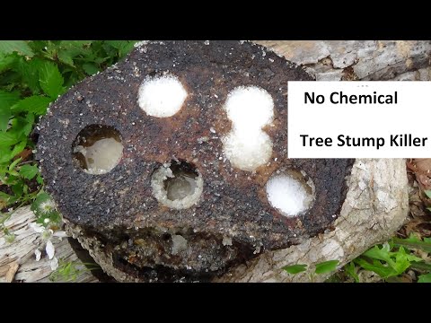 How to Kill a Tree Without Chemicals