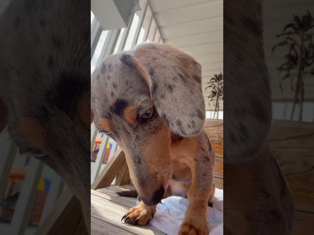 Vídeo relacionado con Newsely Cortina de ducha divertida de perros de 60 pulgadas de ancho x 72 pulgadas de alto, diseño de perro salchicha bañándose en la bañera, lindo animal cachorro, mascota, divertido juego de cortina