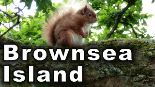 preview picture of video 'Brownsea Island June 2012'