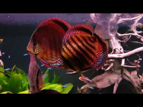 2017 02 25 stendker tefe