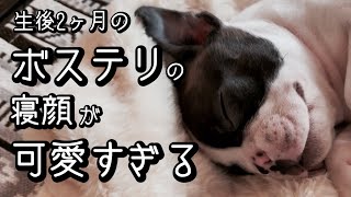 色んな寝顔を見せてくれるフィオ/ボストンテリア