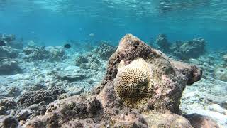 Snorkling on the reefs of Feridhoo | 2020 | Gopro