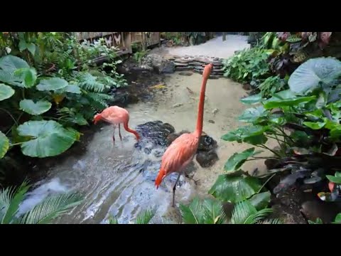 Visiting the Key West Butterfly and Nature Conservatory