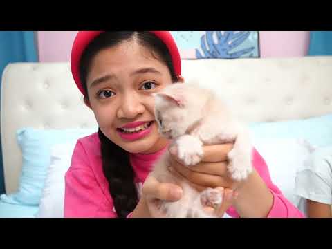 Kaycee’s Adorable New KITTENS (we got three!) | KAYCEE WONDERLAND