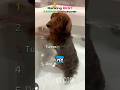 Ranking Best Animal Voiceover #animals #funny #shorts Credits: ​⁠@dustymdouglas & Vt.com