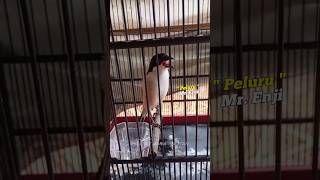 Download lagu CENDET GACOR TEMBAKAN JANGKRIK SAMBUNG WALANG KRAK #cendet #cendetgacor mp3 Download lagu CENDET GACOR TEMBAKAN JANGKRIK SAMBUNG WALANG KRAK #cendet #cendetgacor mp3