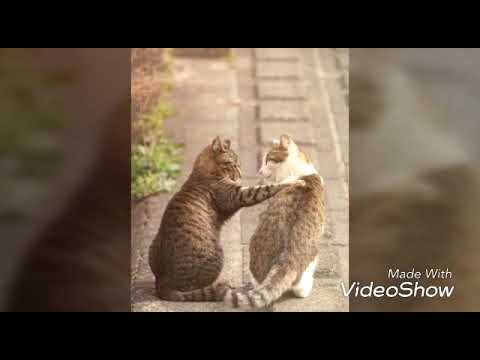 The Wonderful friendship... Create by me (Amrita S