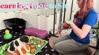 Video preview image #1 Mutt Puppy For Sale in Holly Springs, NC, USA